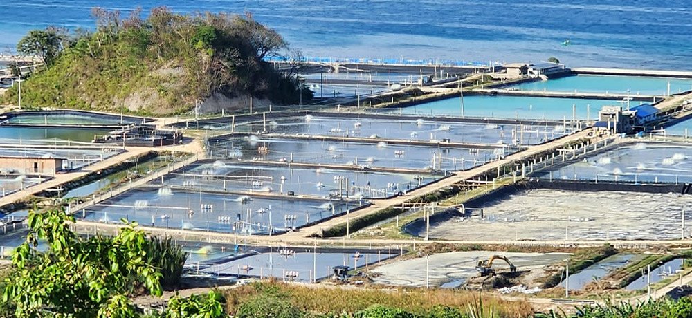 Ферма По Выращиванию Креветок Высокой Плотности